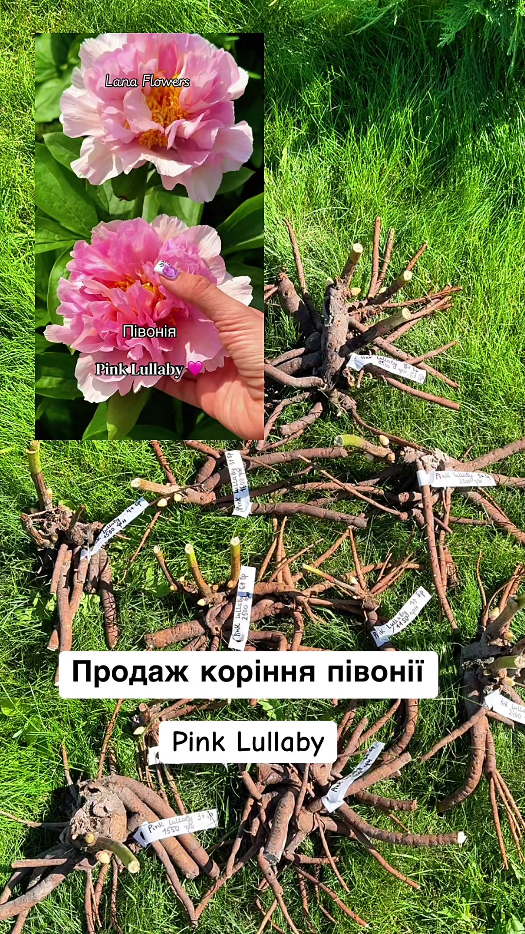 @Lana_Flowers