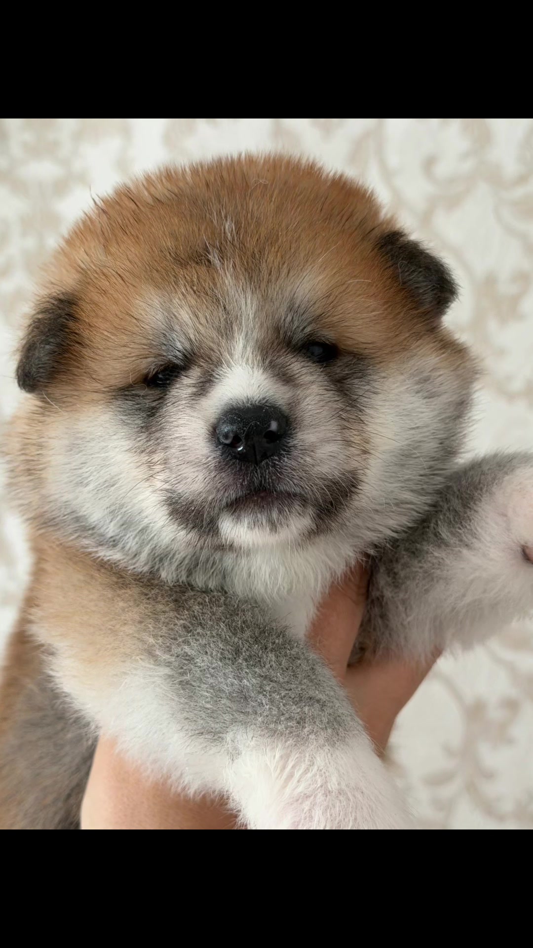 @oh_myakita