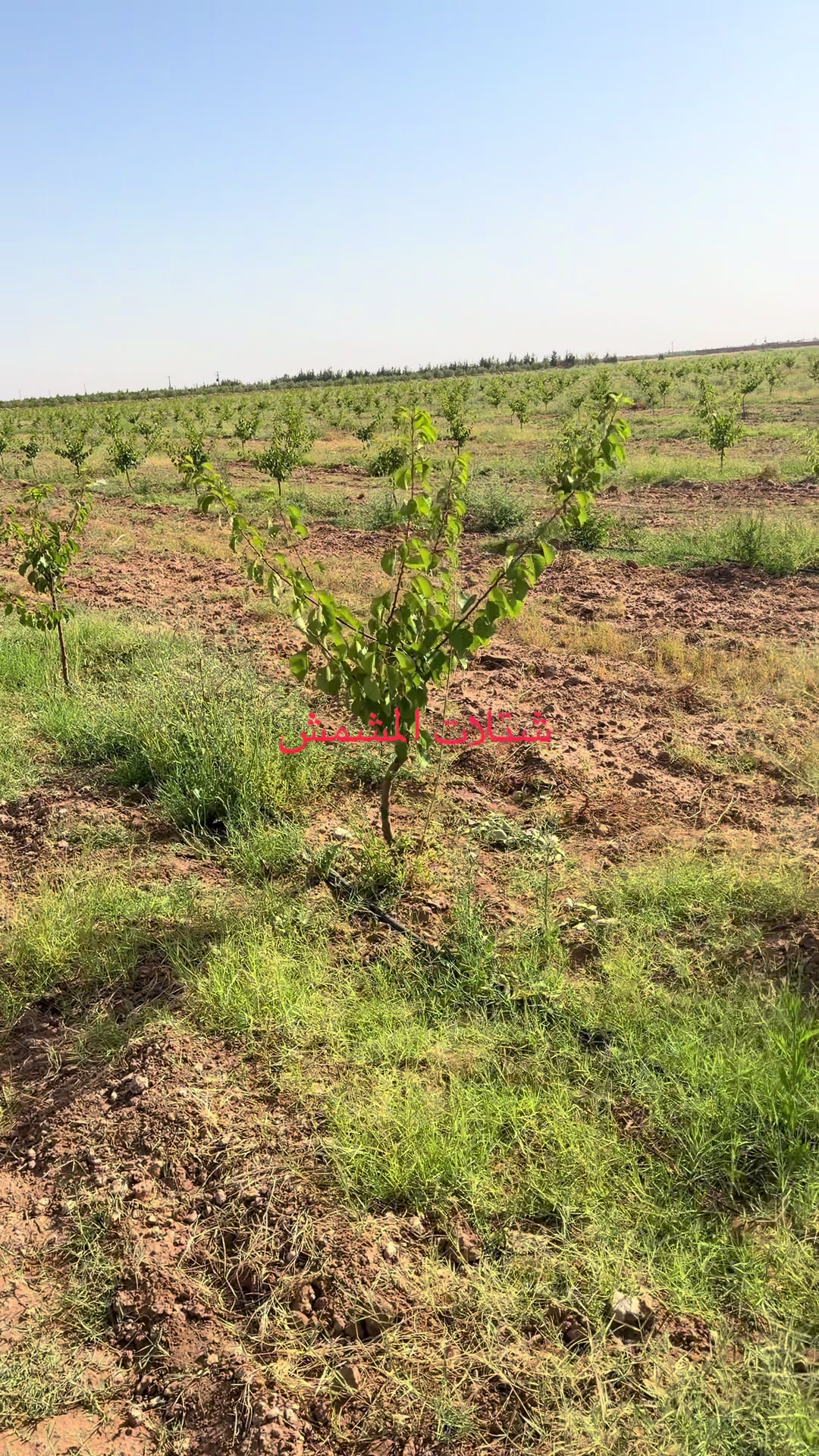 @p&eacute;pini&egrave;re yb agro
