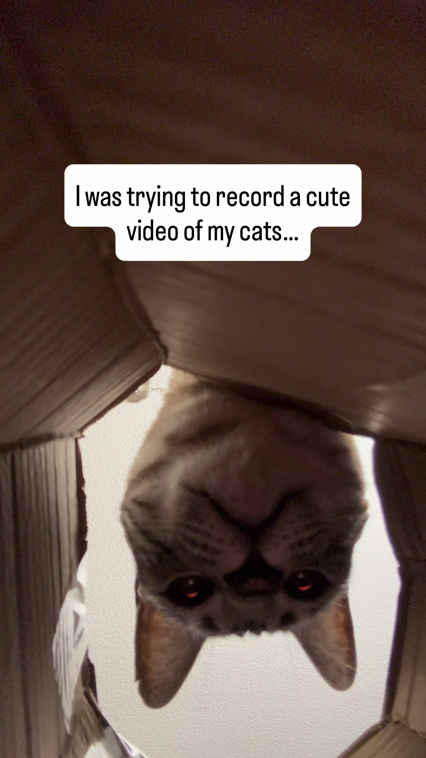 @Three Nawty Cats