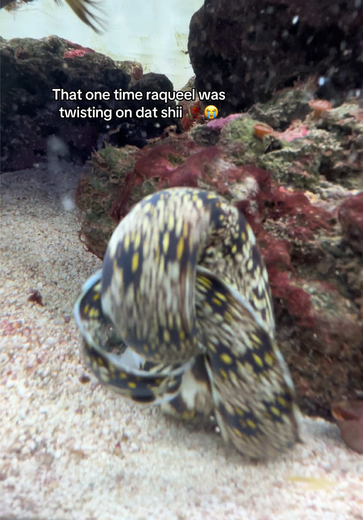 @ReefSync