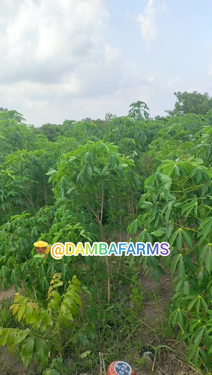 @dambafarms