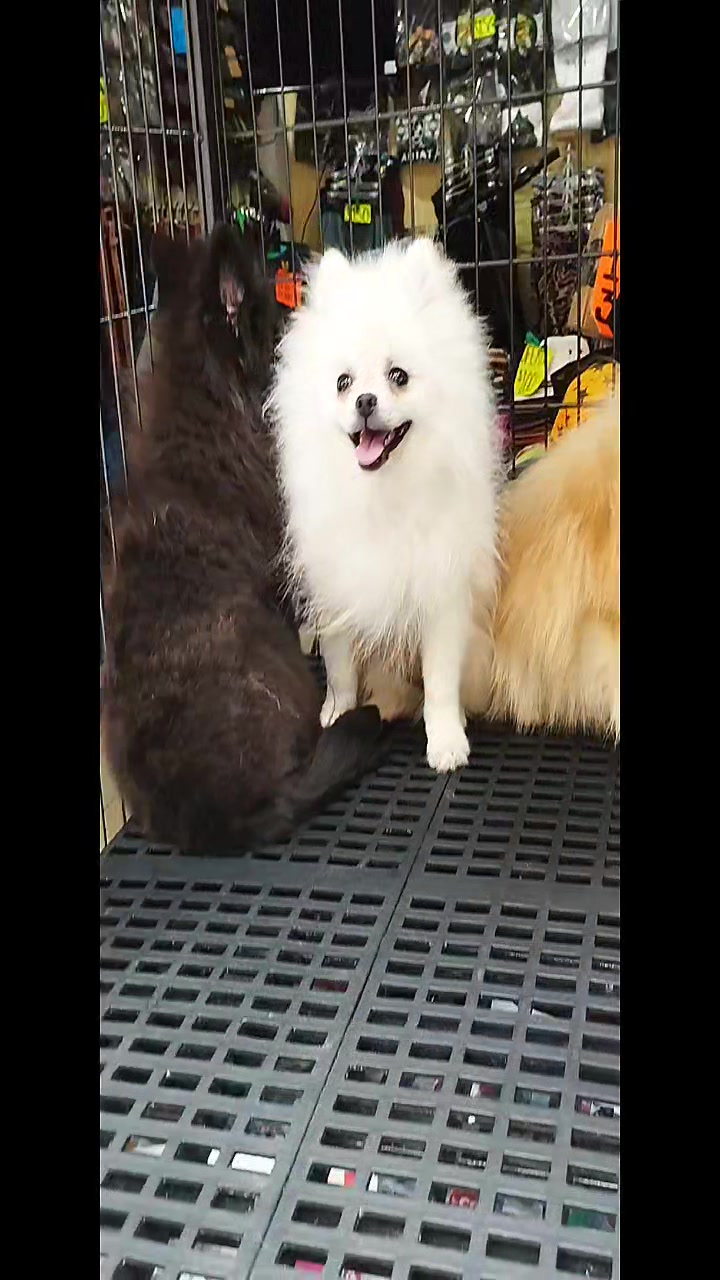 @olimpokennels