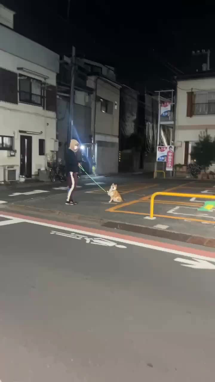 @柴犬とんこつ