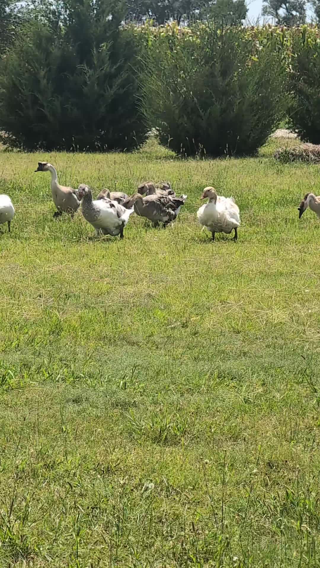 @megz_eggz_chickens