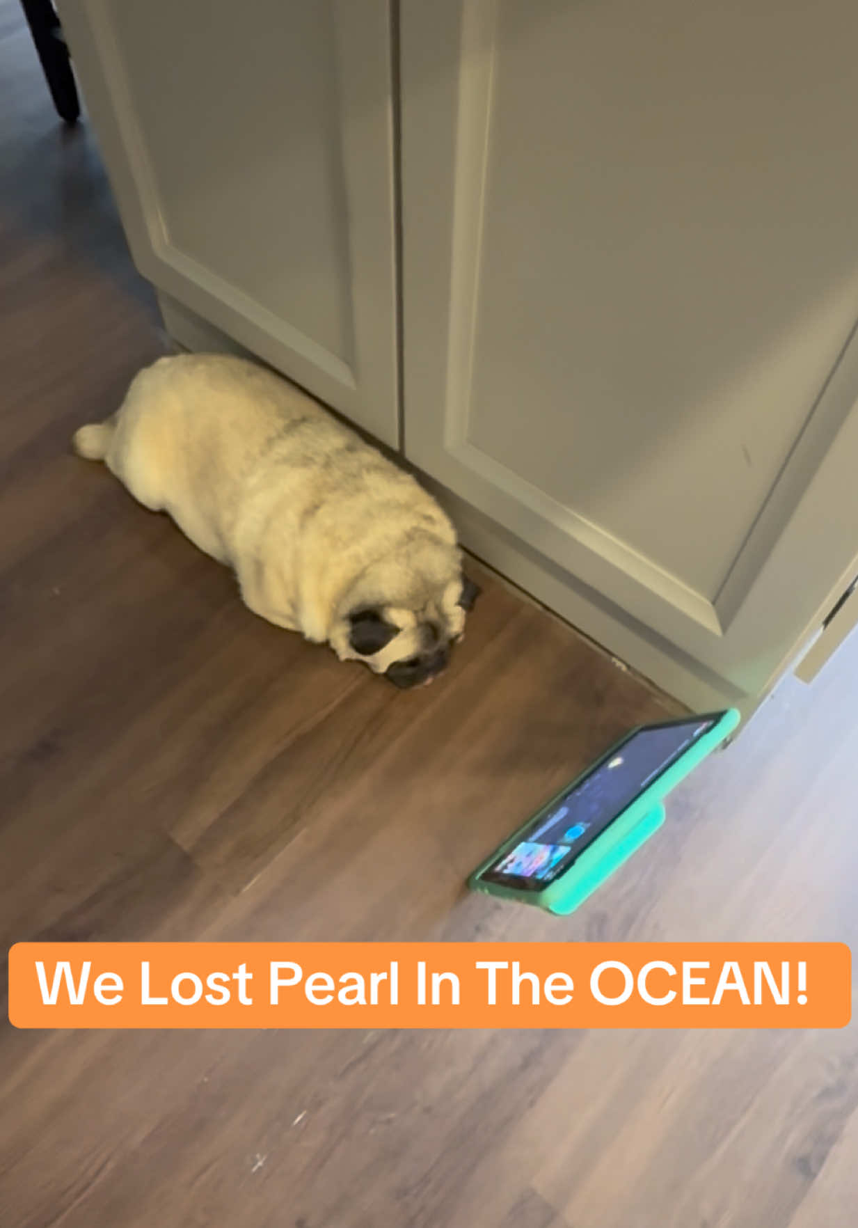 @PEARL - Quadruple-Amputee Pug