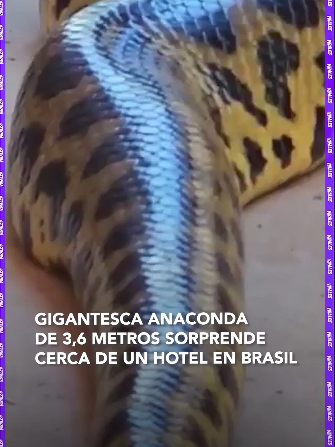 @RED UNO DE BOLIVIA