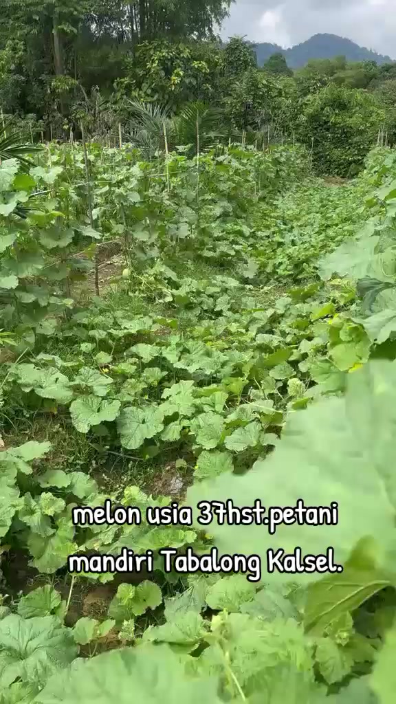 @SURYA TANI