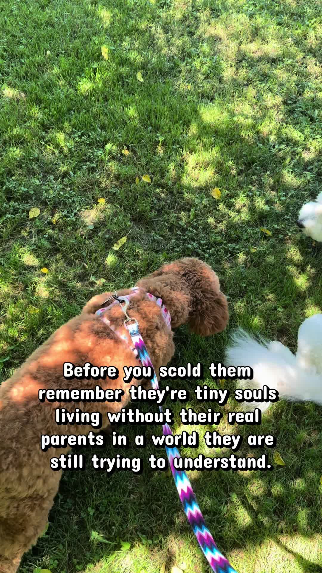 @Enzo the Dood