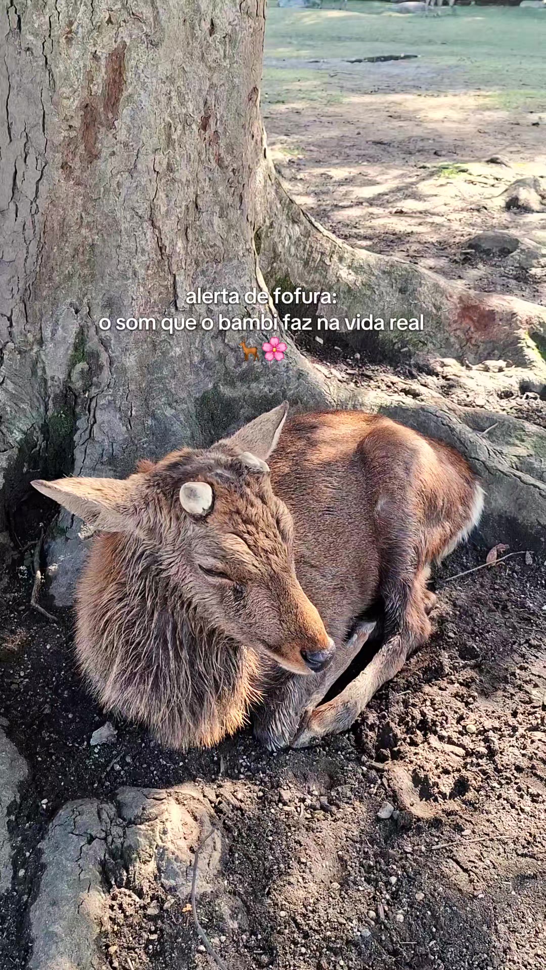 @Bruna Robaina