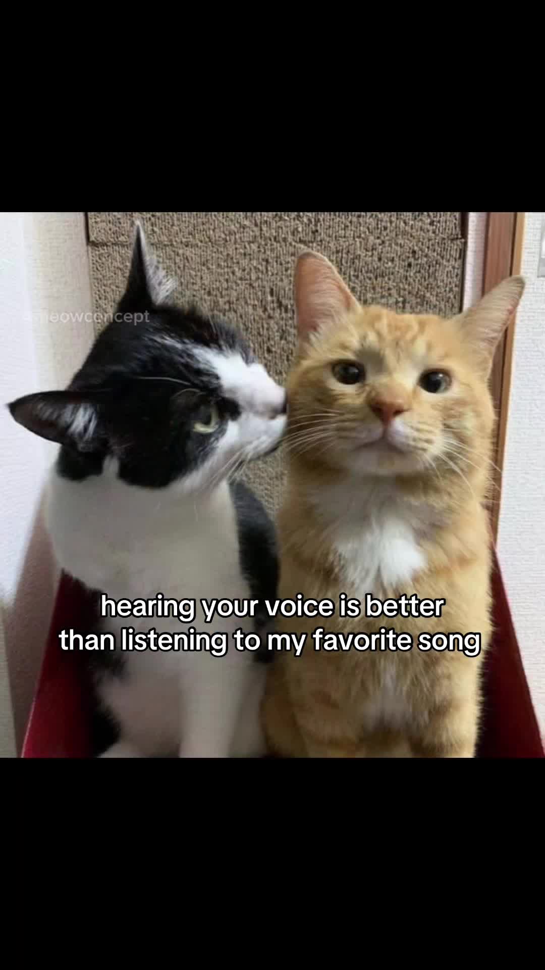 @meowconcept