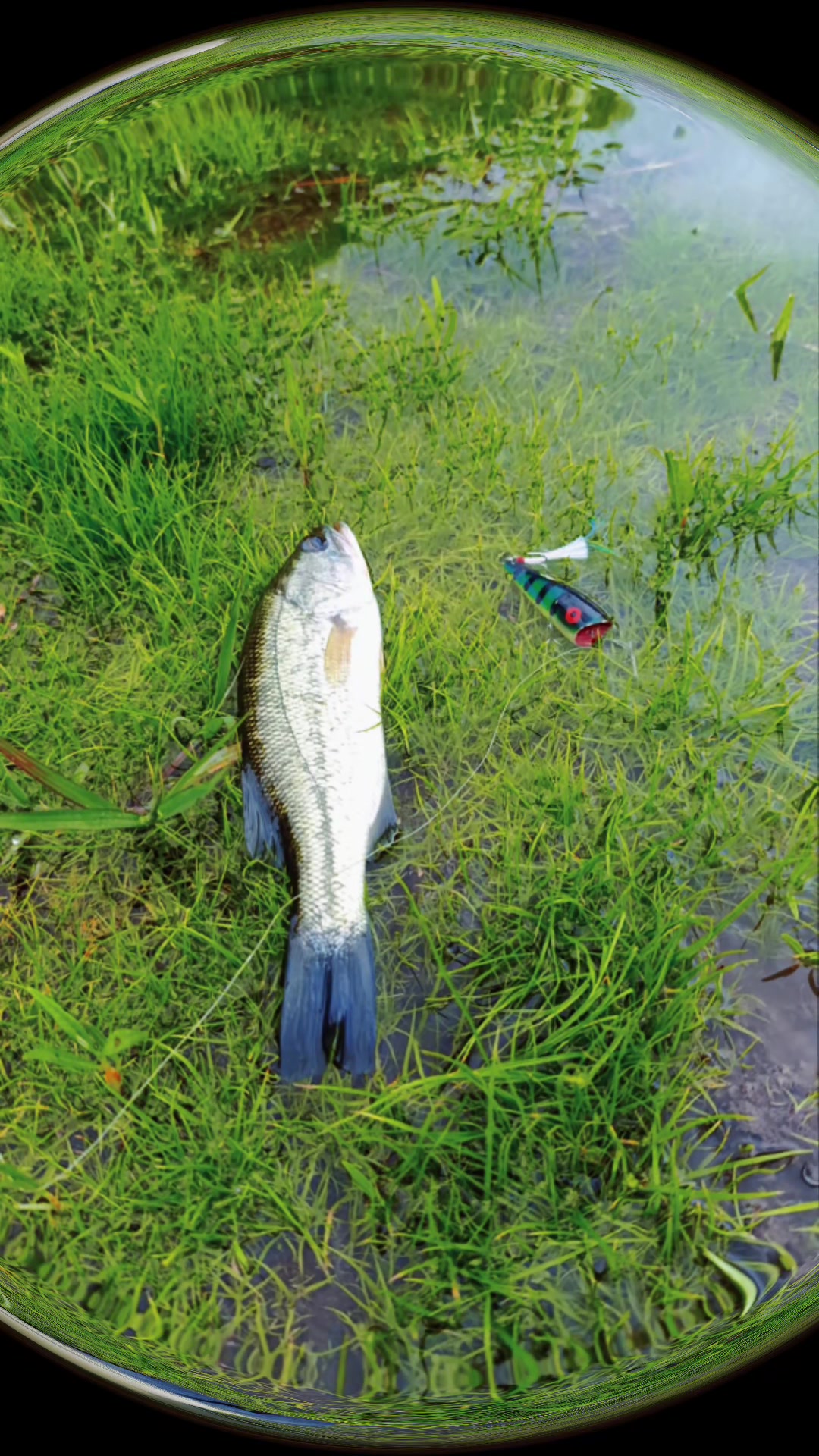 @soy 🐟SALADO🎣