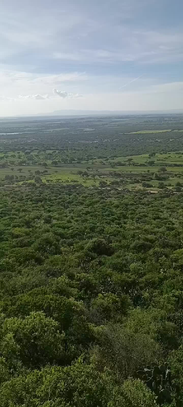 @Vazquez conejo