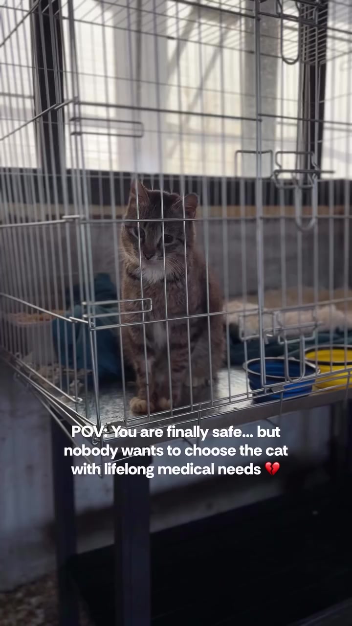 @united Stray haven