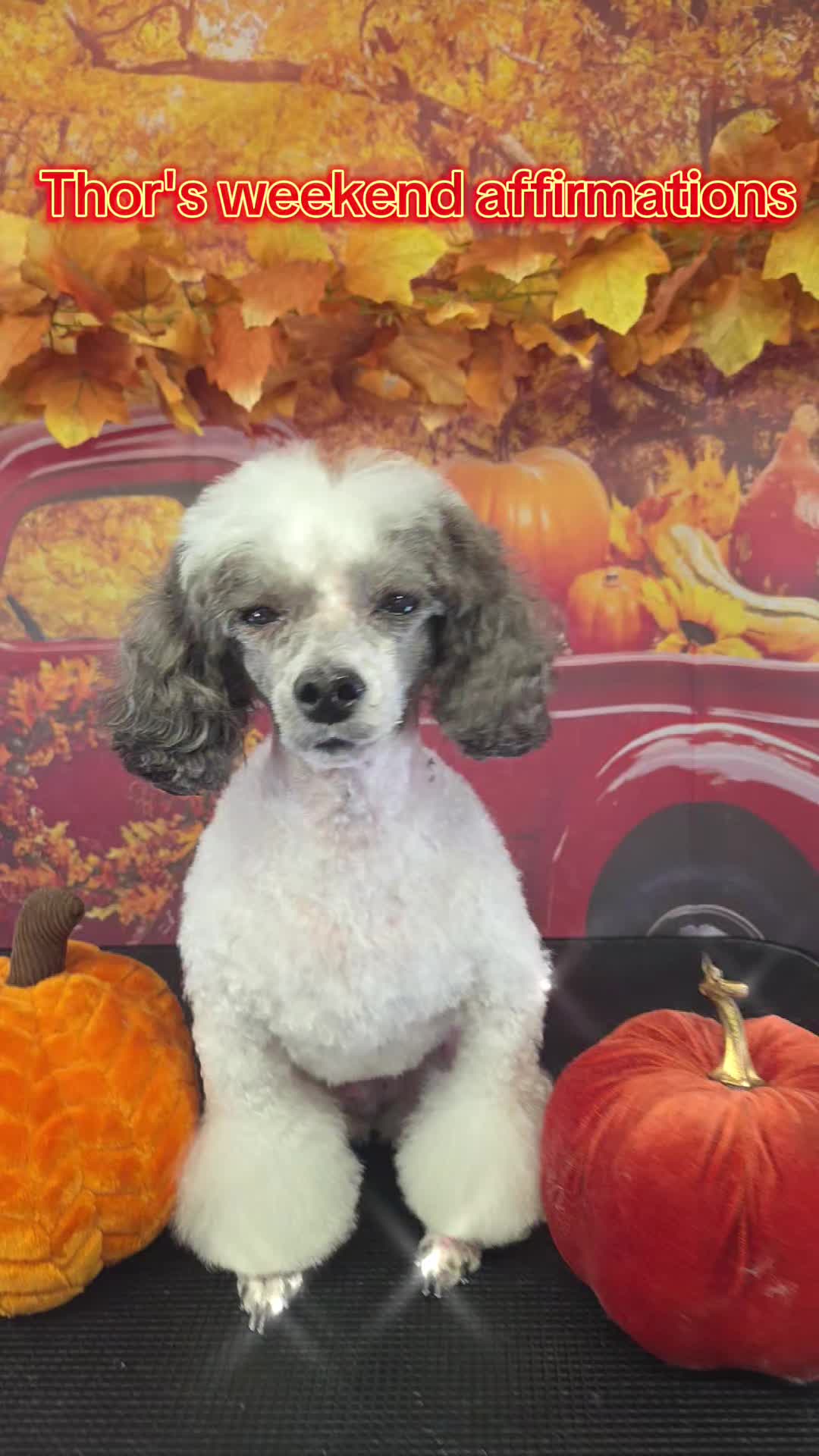 @Pet Stylist Christina