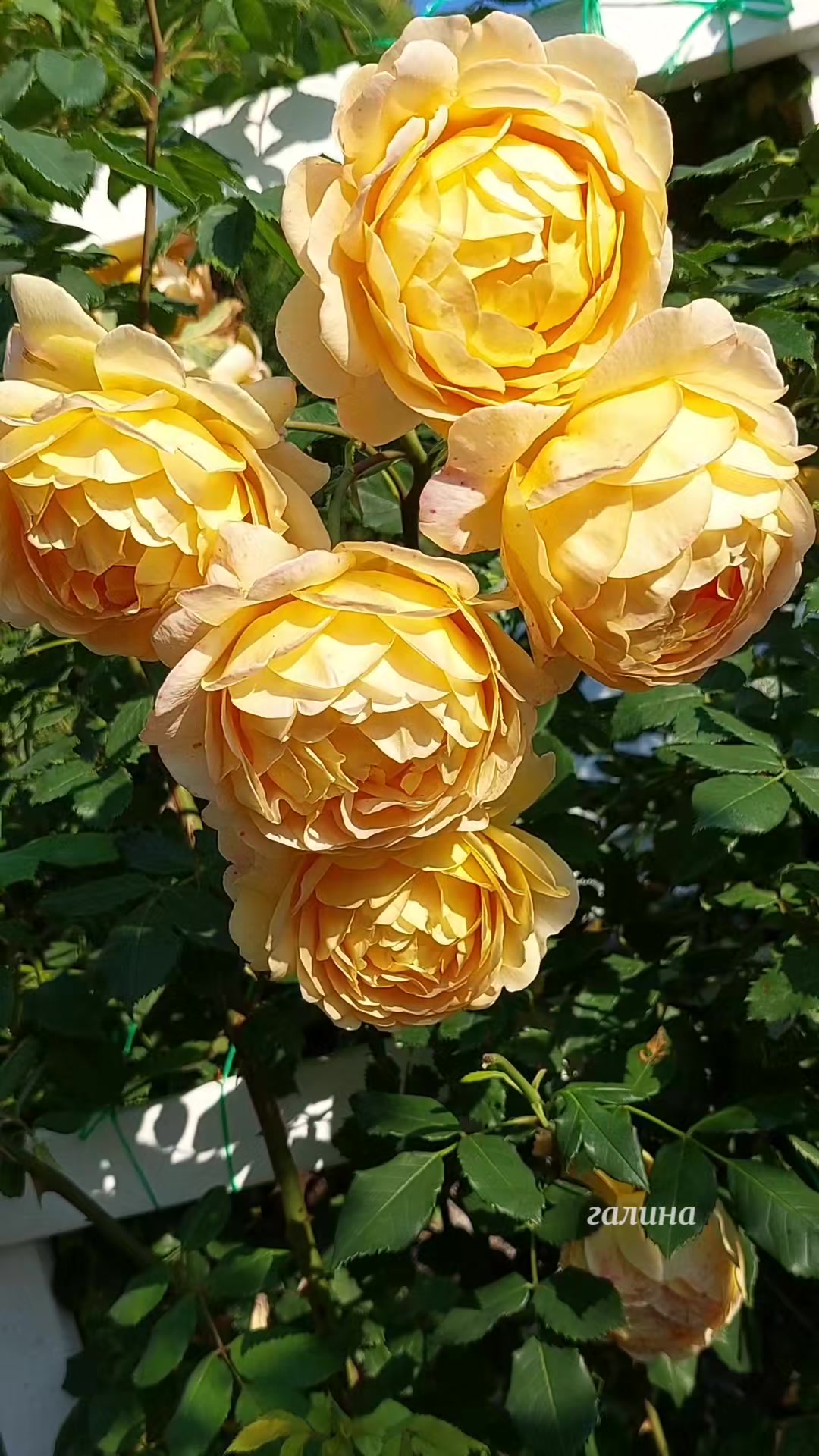 @✨️Галина ✨️🌸