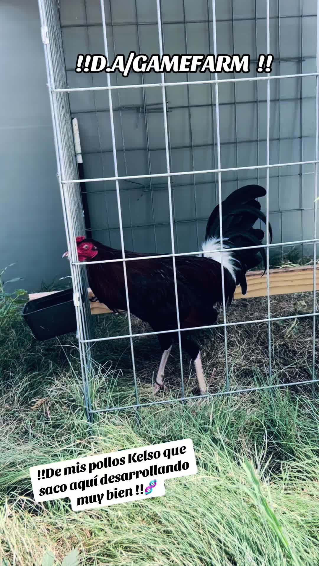 @DAgamefarm