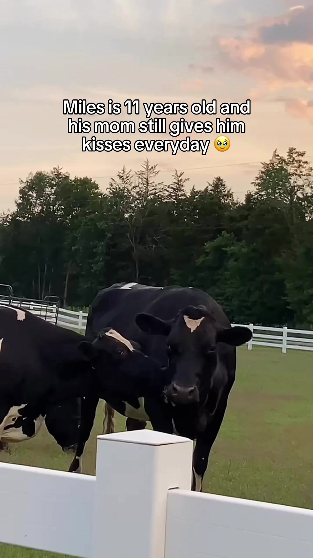 @The Gentle Barn | Sanctuary