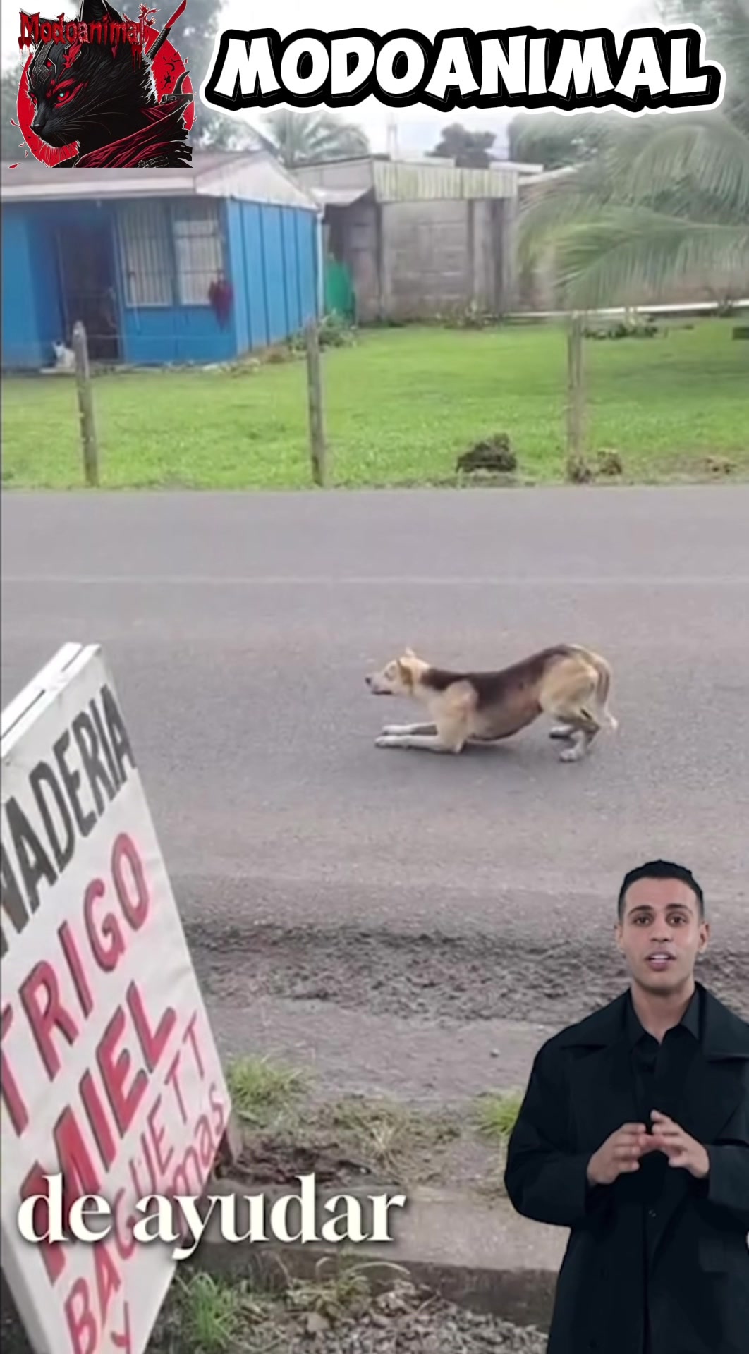 @Modoanimal