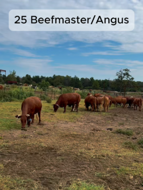 @Rutherford Land and Cattle