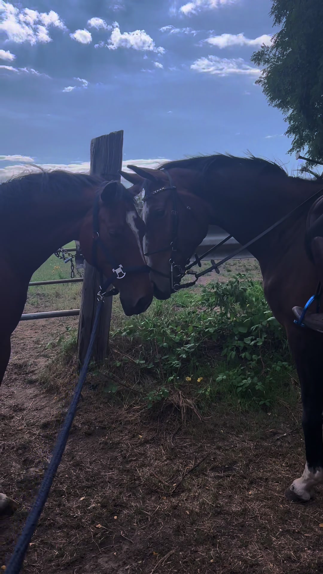 @laura_equestrian25