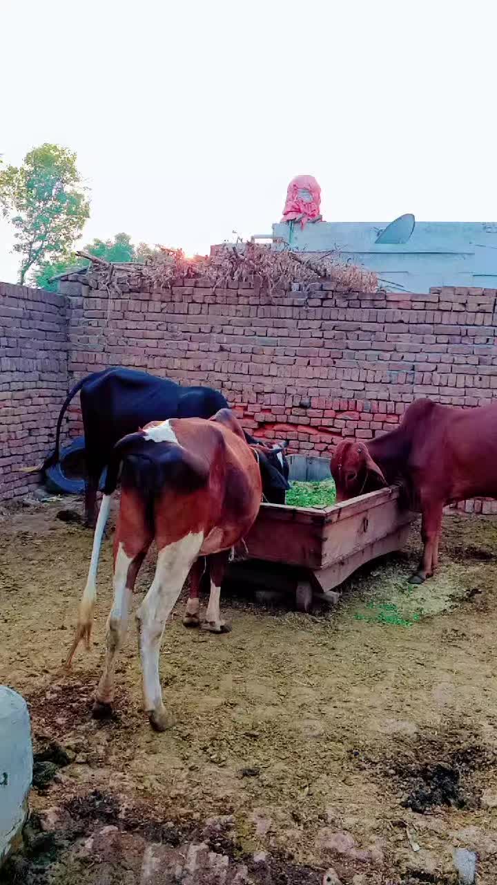 @farooqabbas517