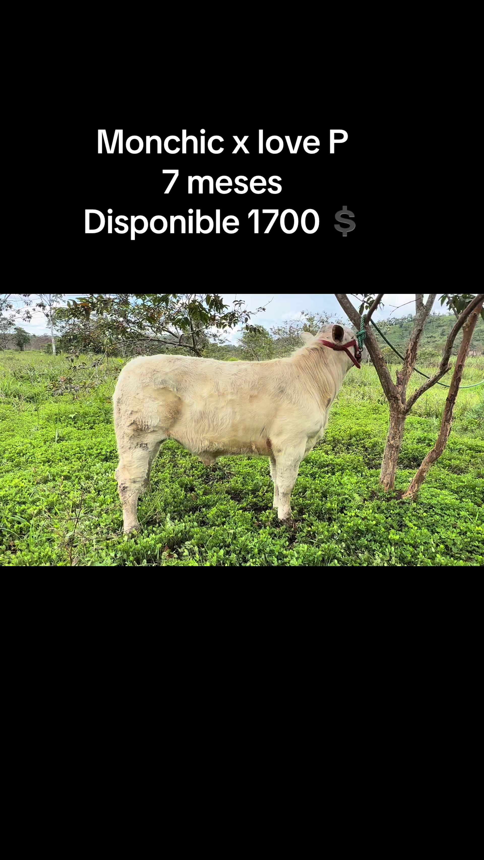@Hern&aacute;n Andres
