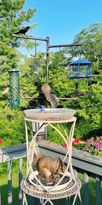@Backyardbirdz