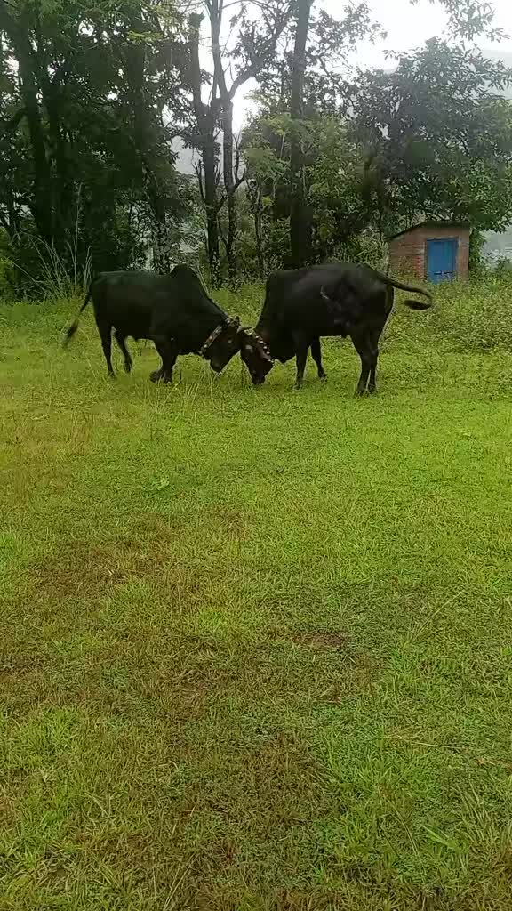 @Tanahun tiger