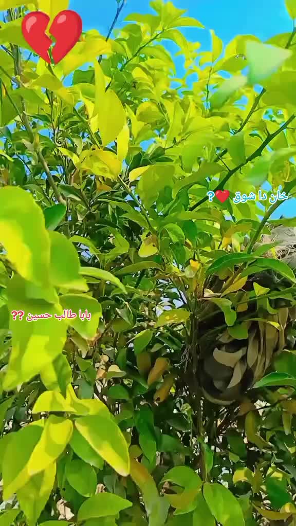 @⚡چوہدری عرفان کہانہ ✨