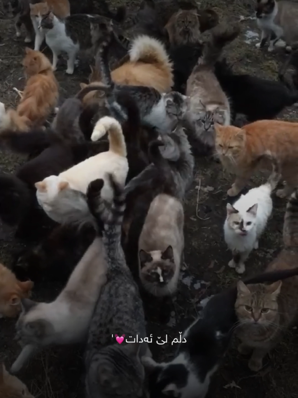 @تیـانـا❤🐈