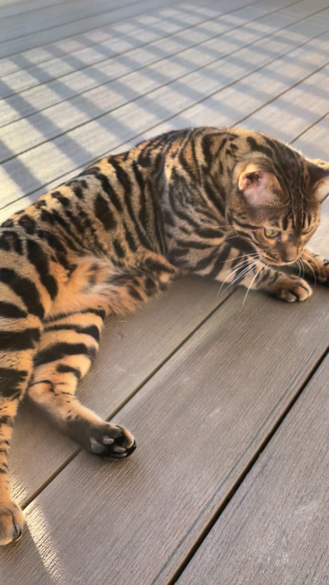 @Tiny Leopard Cats