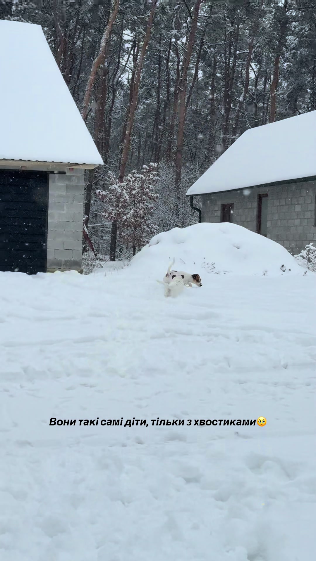 @люблю свою кожану🐶