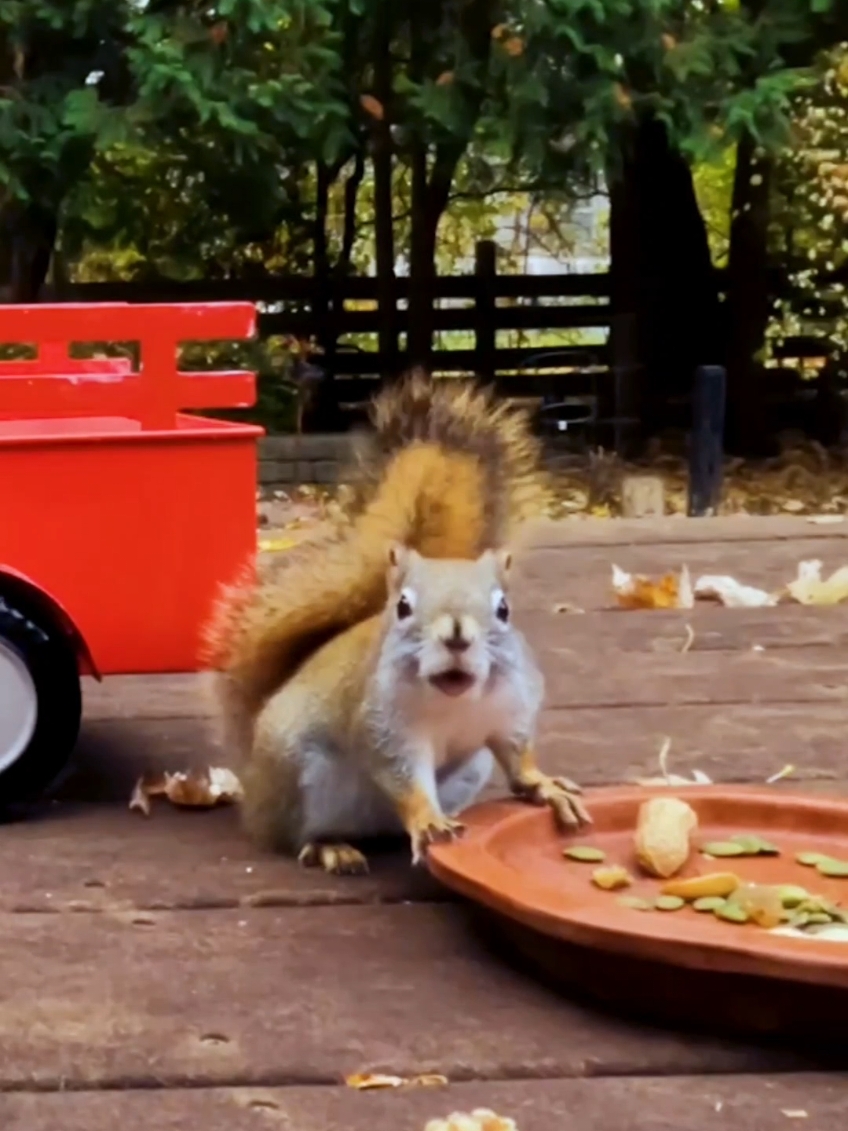 @youngmasterchu squirrel