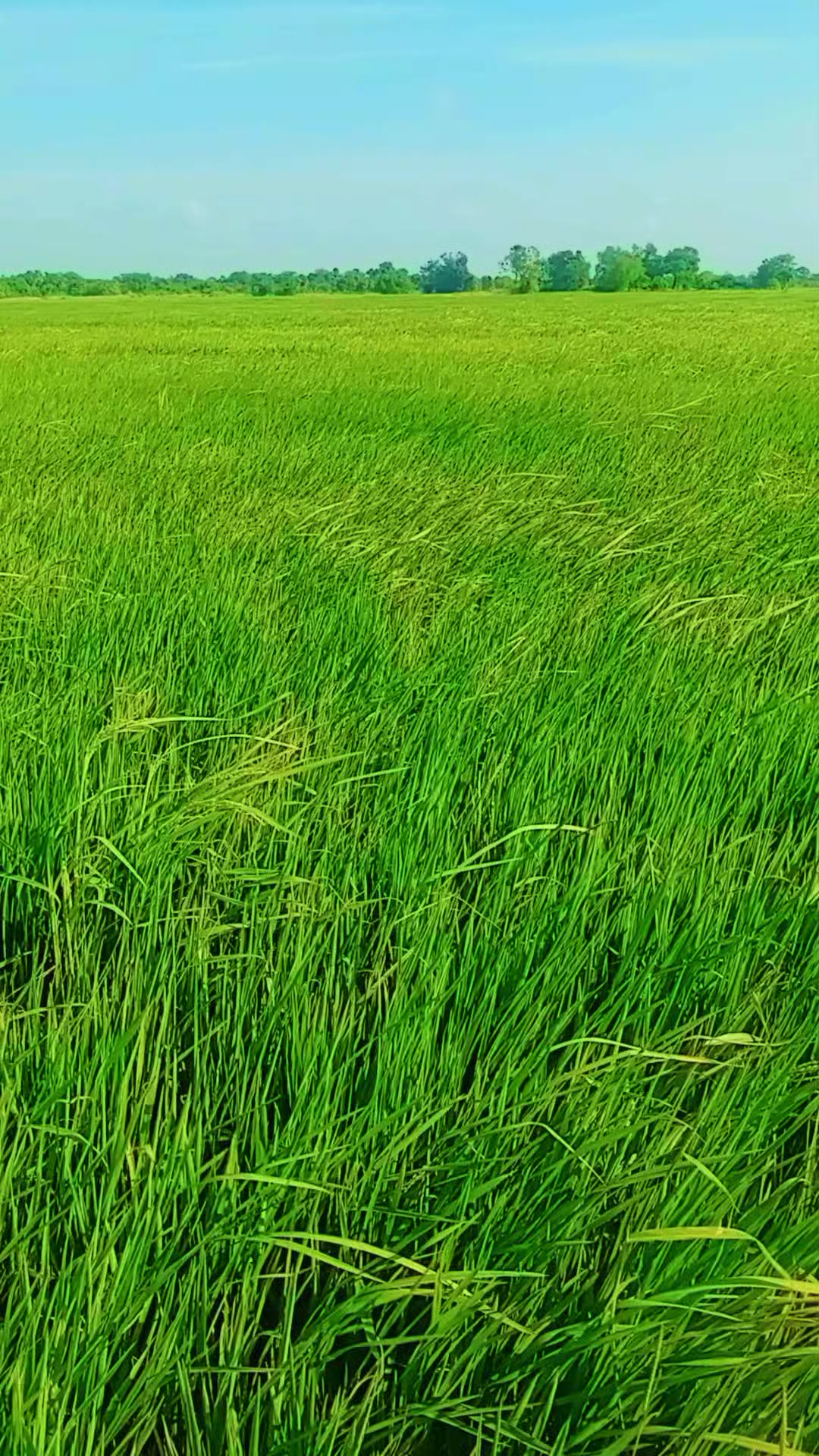 @குமாரசிங்கம்.பவிக்ஷளினி.