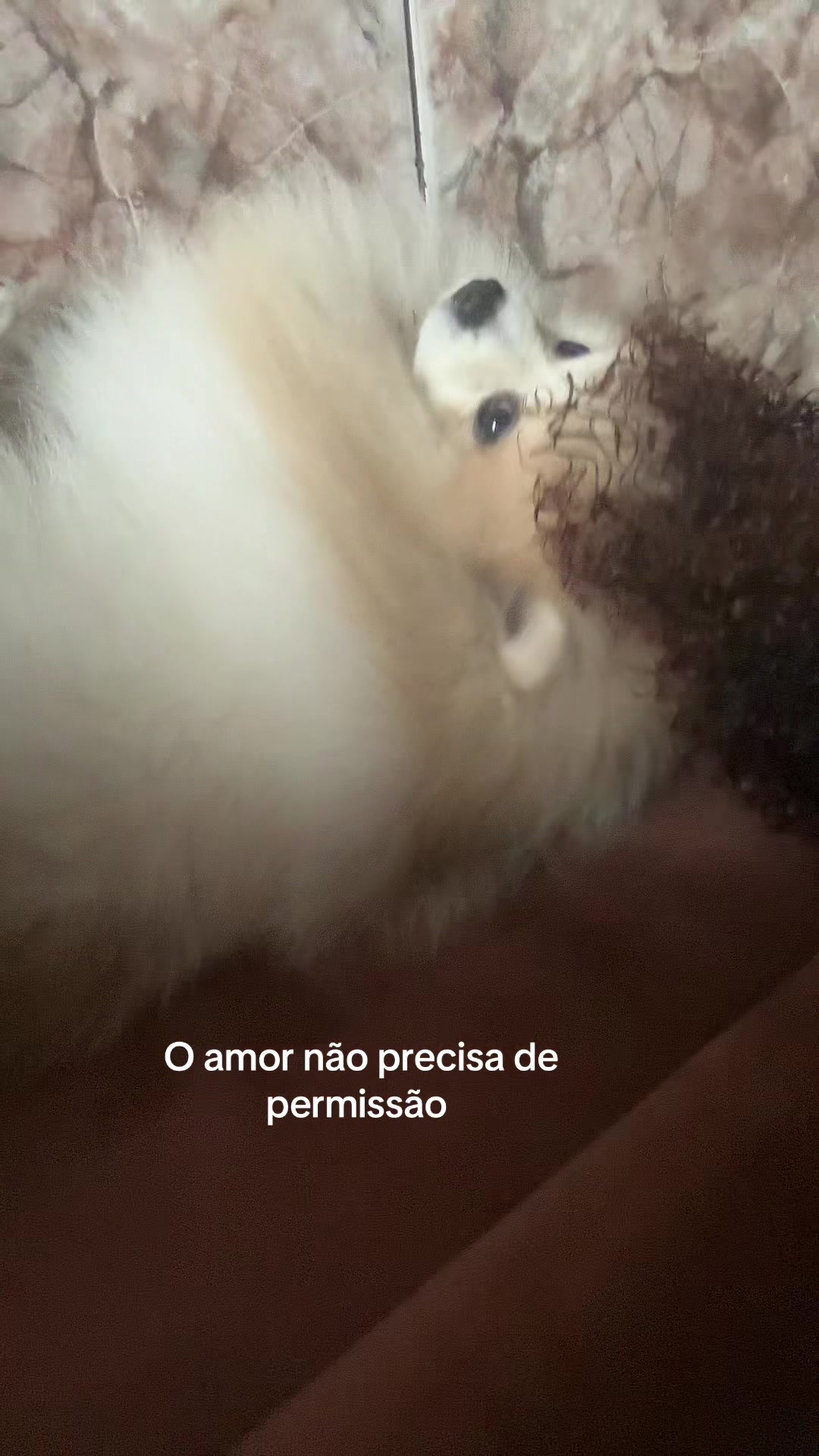 @Geiza Alves