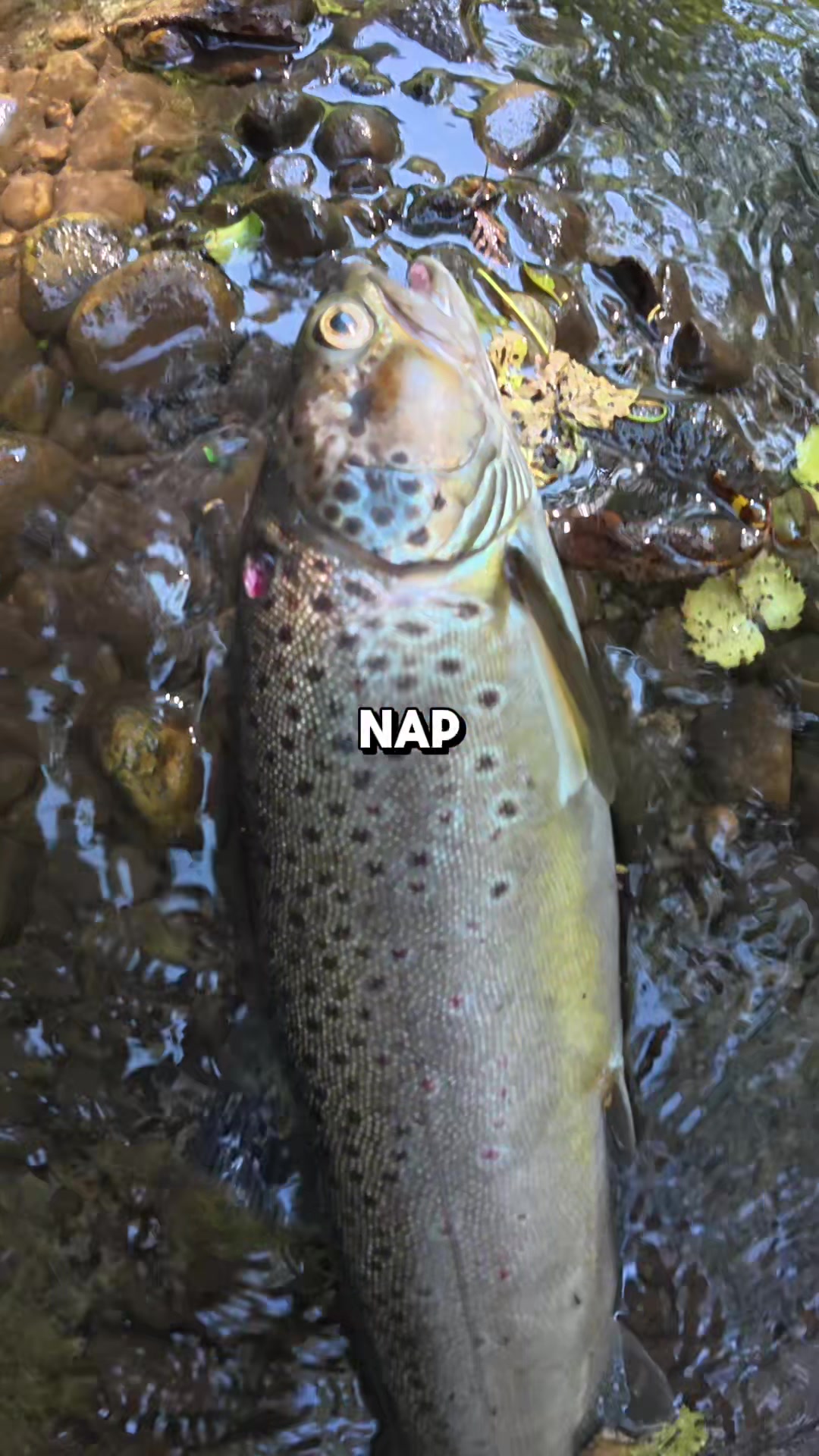 @JlangFishing
