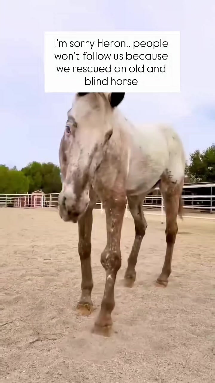 @angels.fleet.rescue