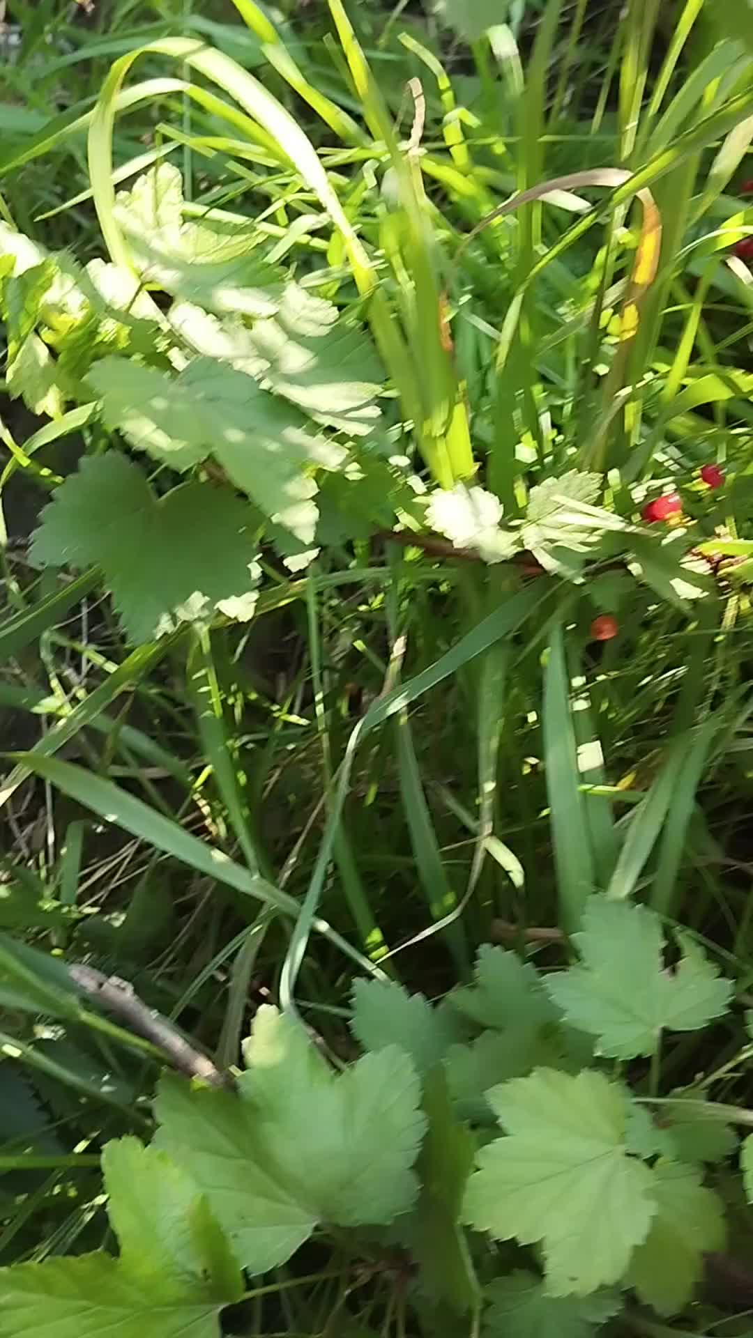 @Чаунзань Серьгя