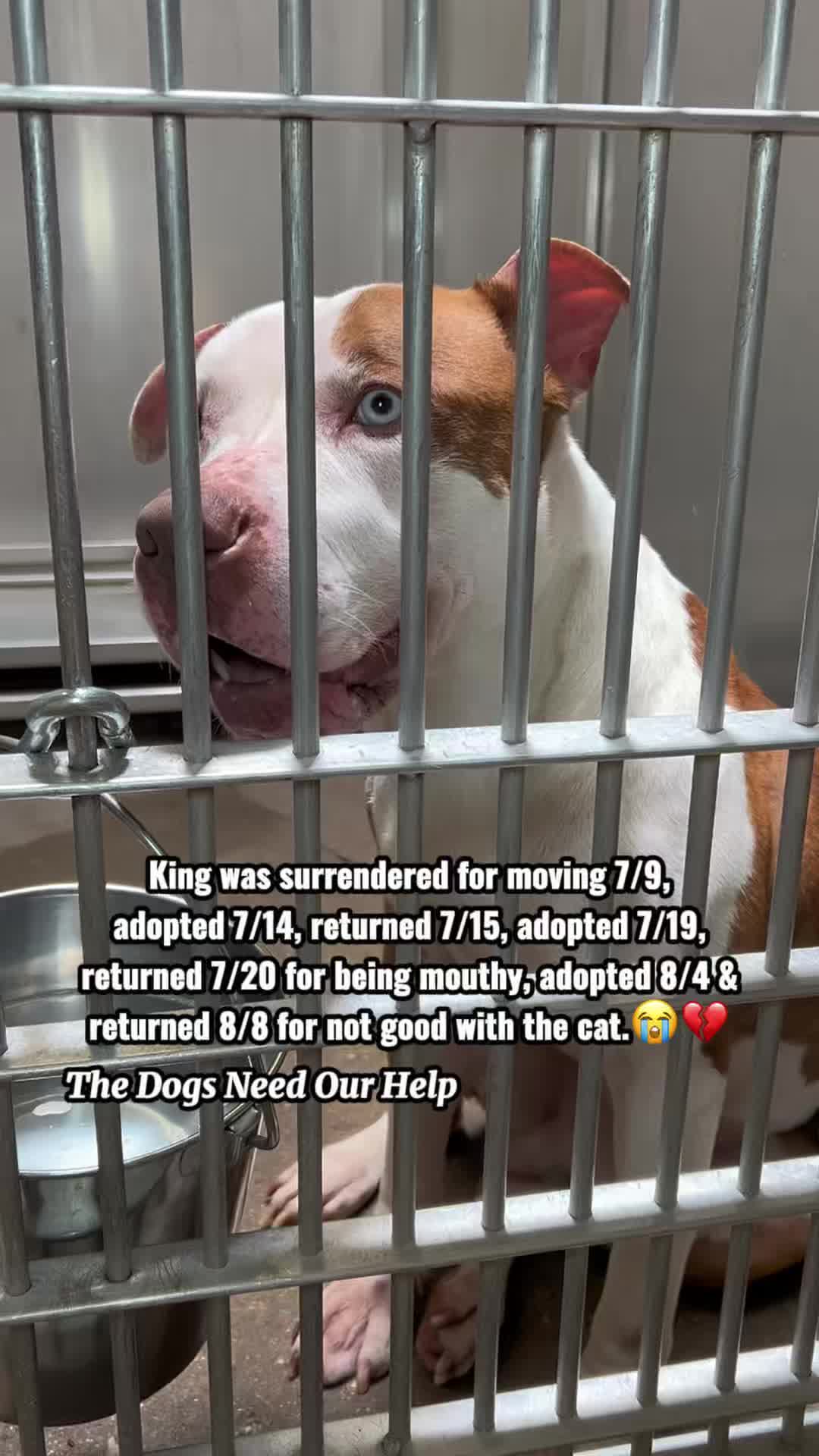@The Dogs Need Our Help