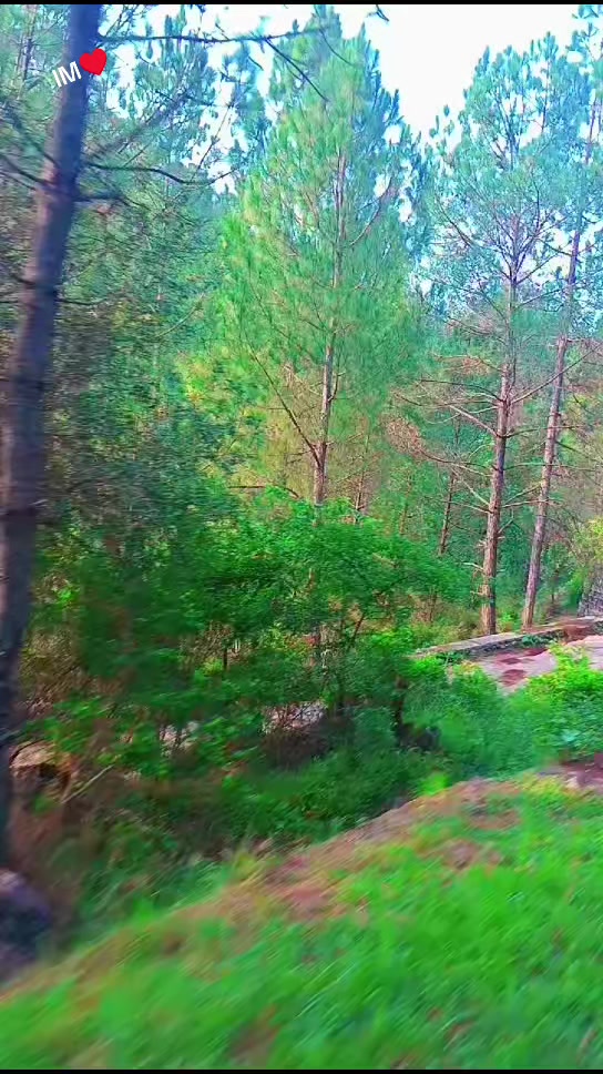 @جنگلی بلی 😺