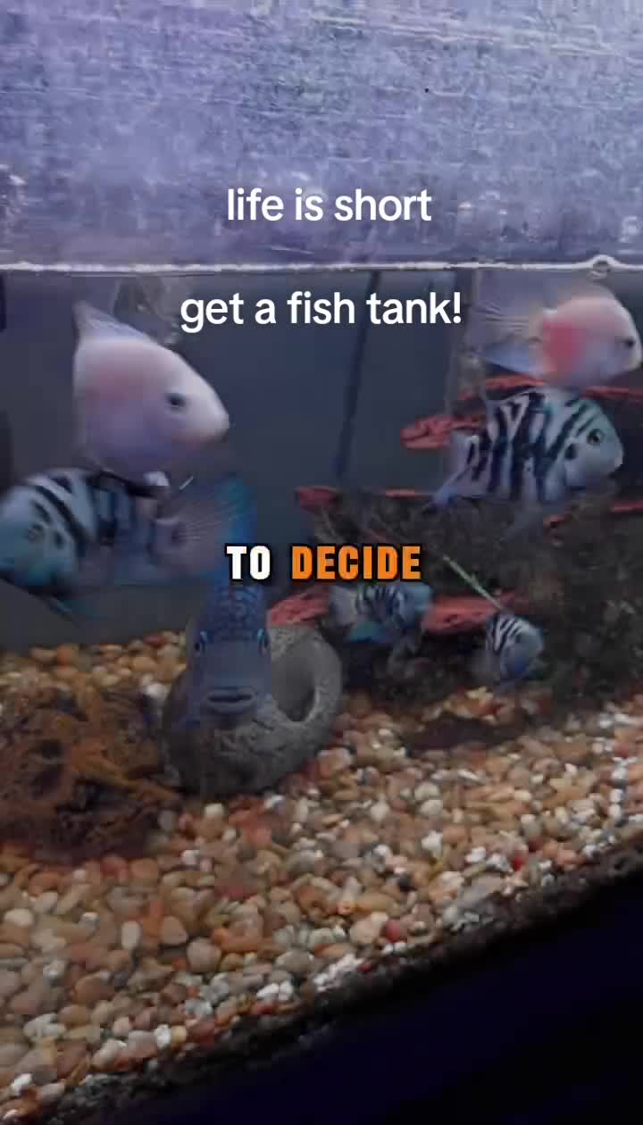 @AquaHaven™️🐠🌌🌊