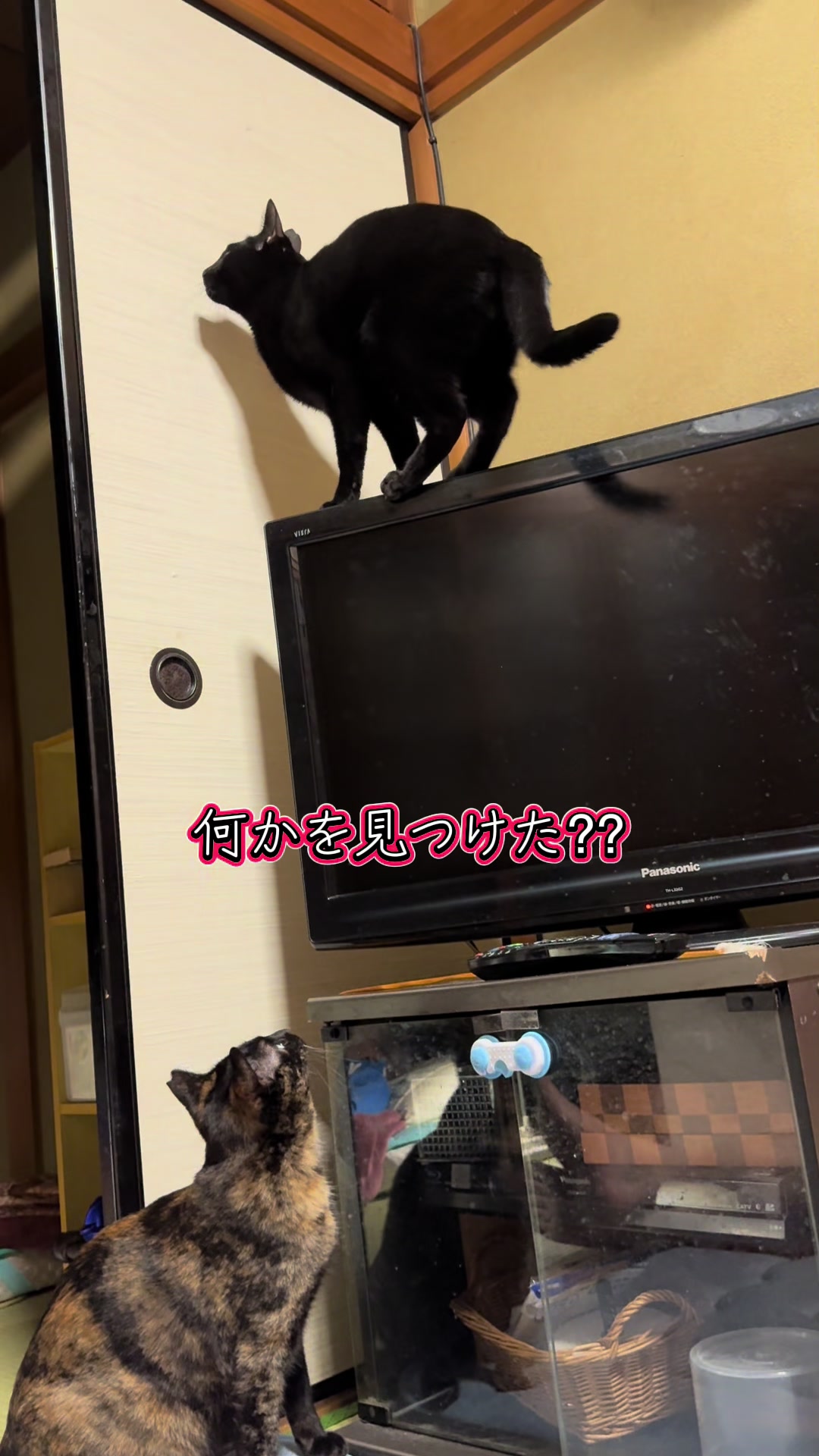 @黒猫兄弟ココピー&カリン