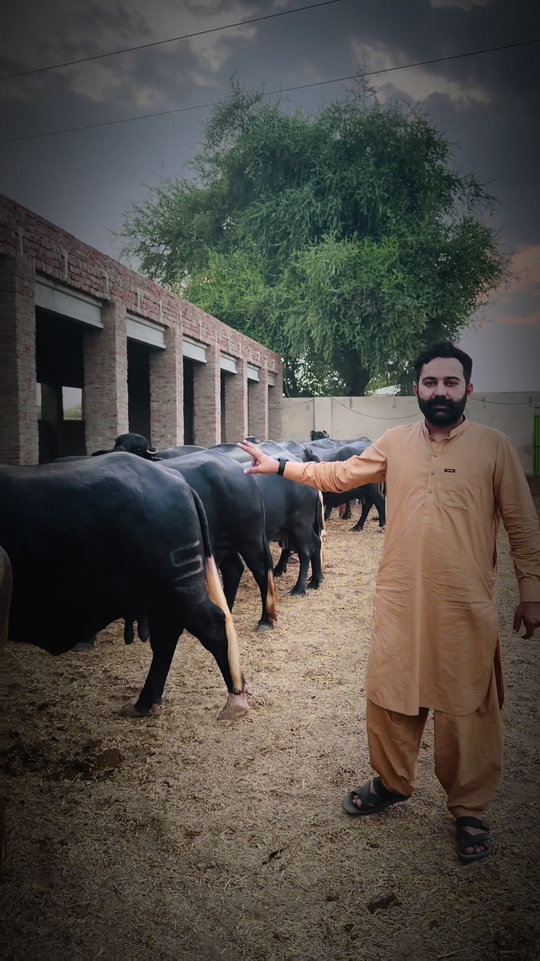 @Malik Dairy Farm 265HR