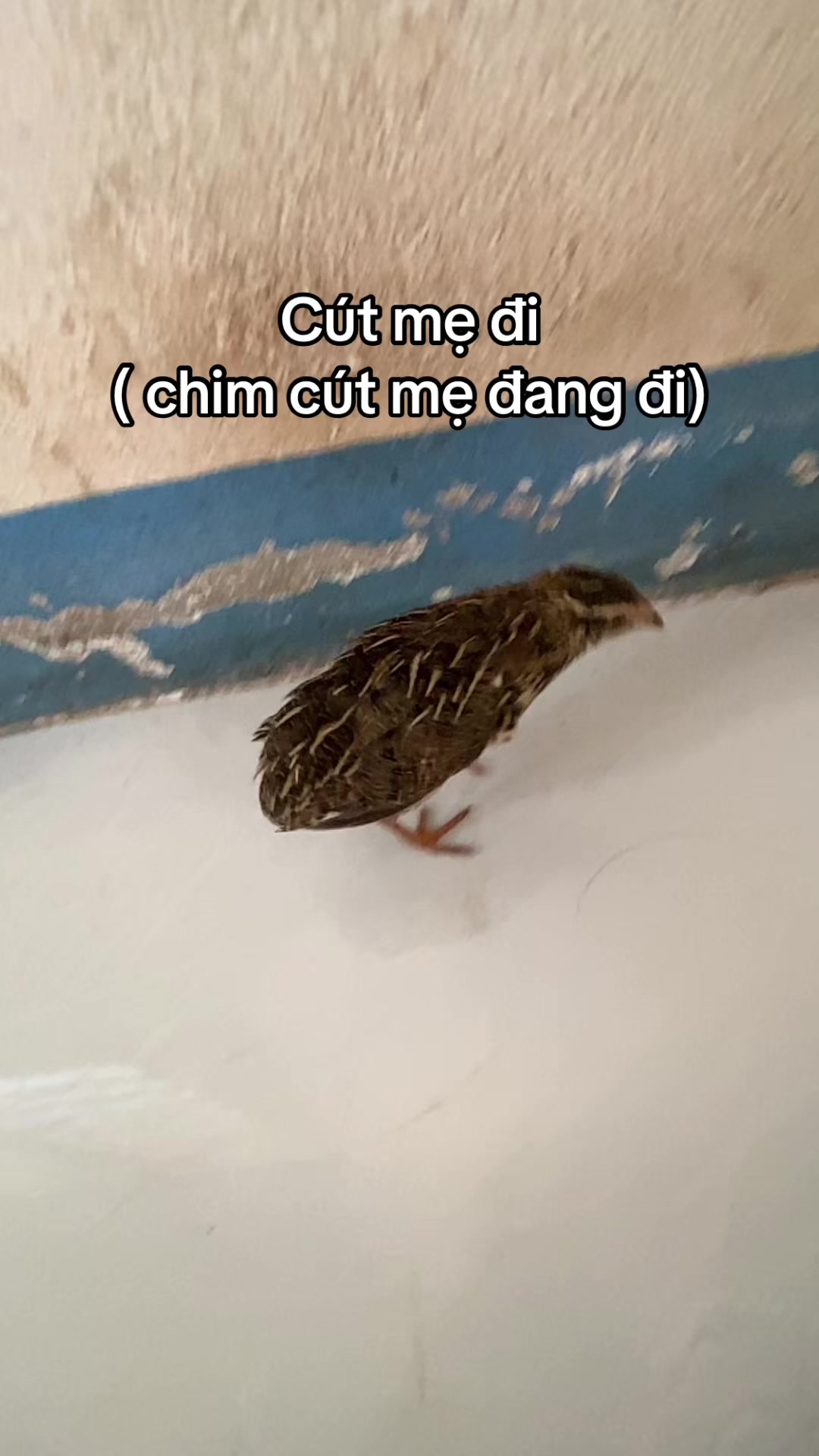 @dangvothanhgiau