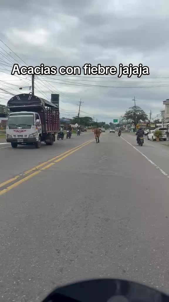 @Elflako