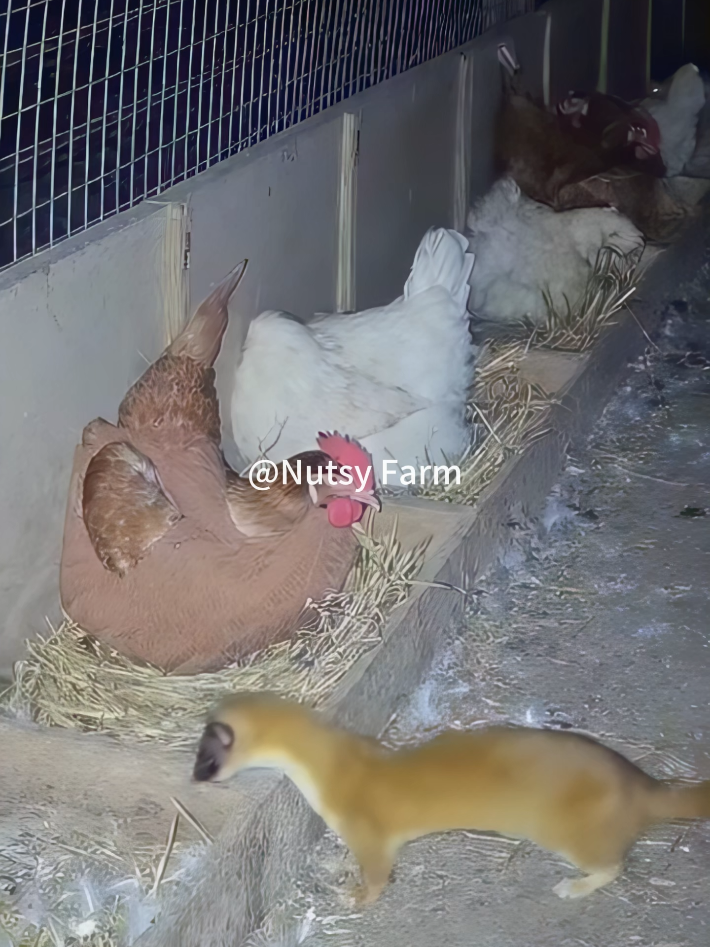@NutsyFarm