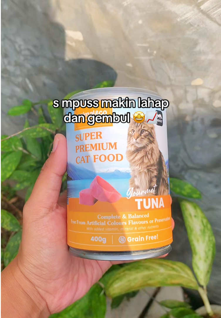 @Cat Project