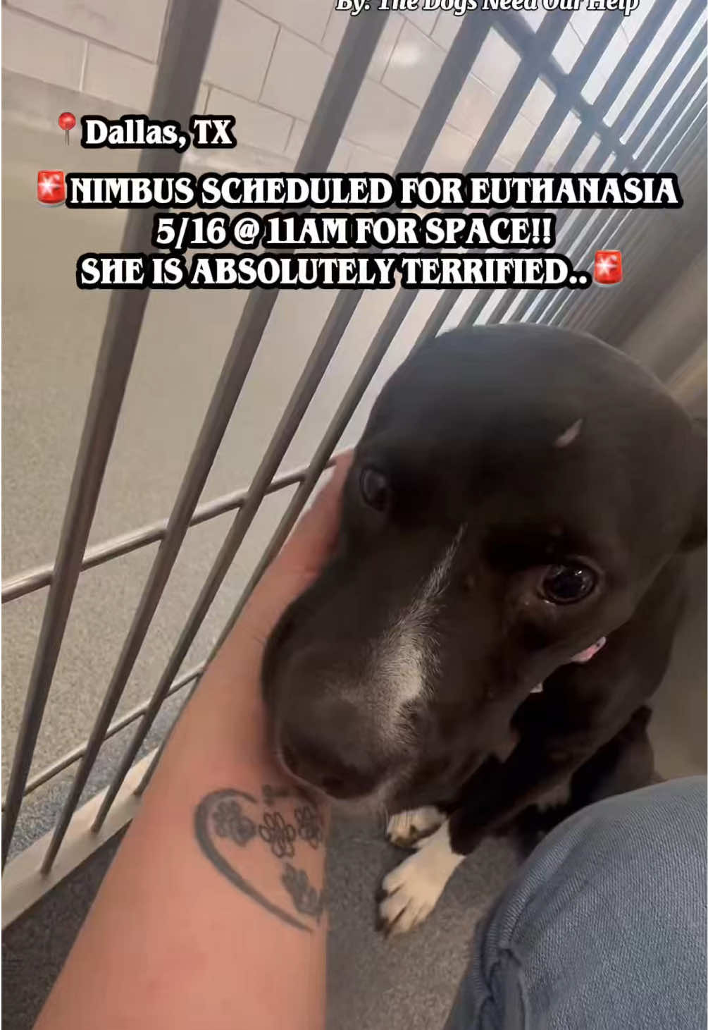 @The Dogs Need Our Help