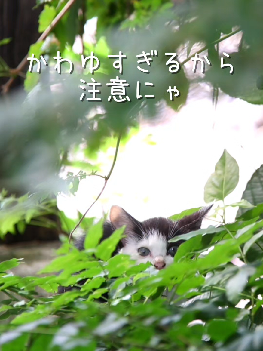 @猫写真家 森永健一